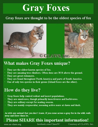 GrayFox