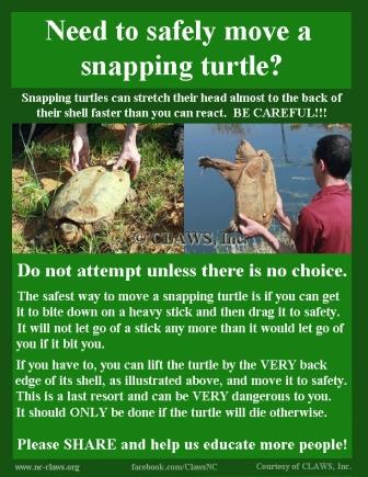 snappingturtle